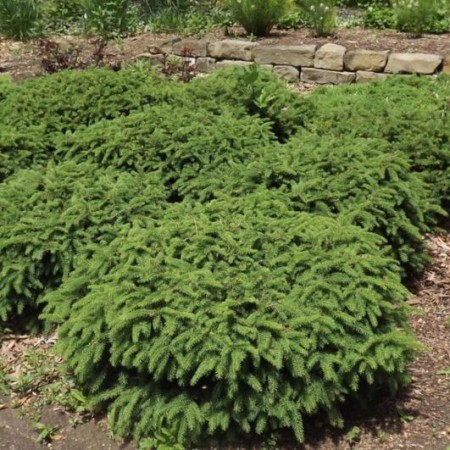 Picea abies 'Nidiformis'