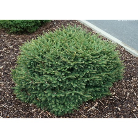 Picea omorika 'Karel'