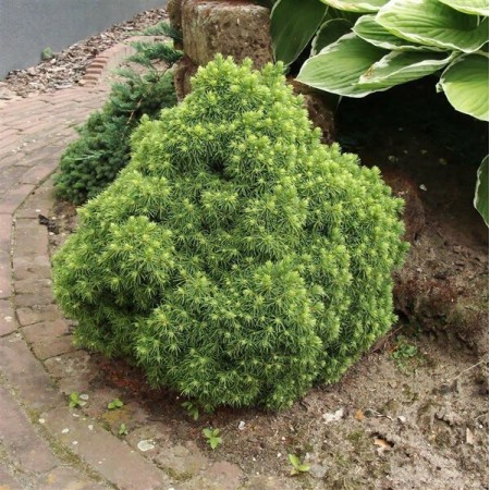 Picea glauca 'Alberta Globe'