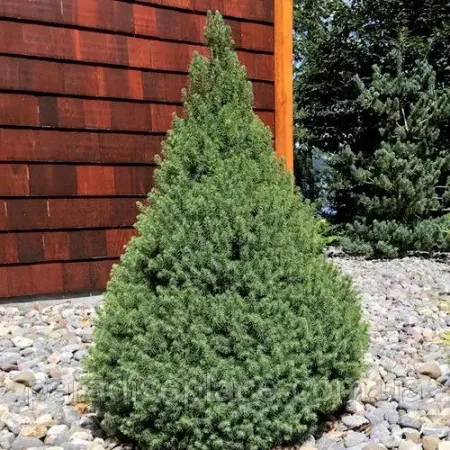 Picea glauca 'Conica December'