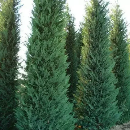 Cupressocyparis leylandii 2001 "Pyramidalis"