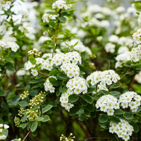 Spirea сорт "Snowmound"