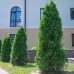 Thuja occidentalis 'Fastigiata'