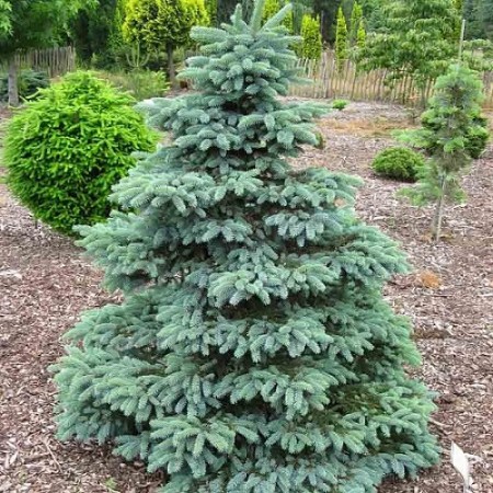 Смърч pungens "Misty Blue"