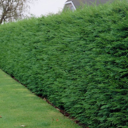 Cupressocyparis leylandii 2001