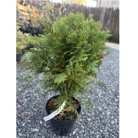 Thuja occidentalis „Danica“