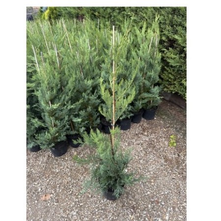 Лейланди (Cupressocyparis leylandii) 