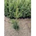 Лейланди (Cupressocyparis leylandii) Лейланди (Cupressocyparis leylandii)