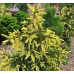 Picea orientalis "Aureospicata"