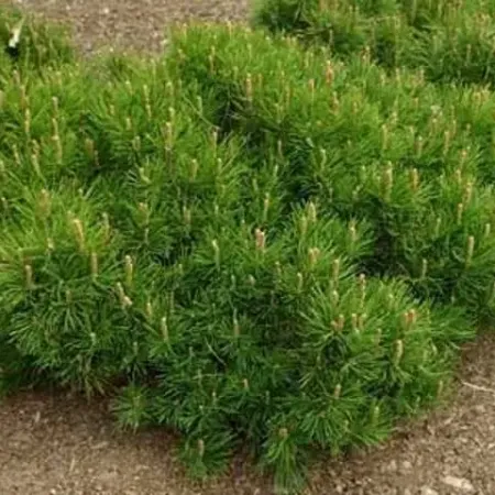 Pinus Mugo Pumilio