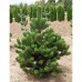 Pinus nigra 'Oregon Green'