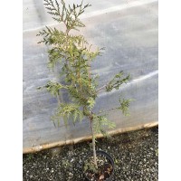 Туя Брабант (80 см.)