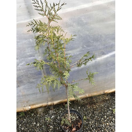 Туя Брабант (80 см.)