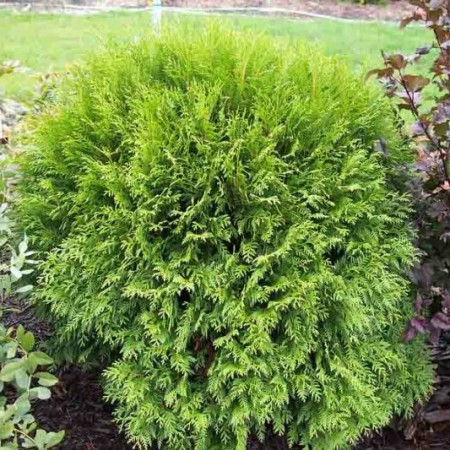 Thuja occidentalis 'Woodwardii'