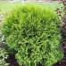 Thuja occidentalis 'Woodwardii'