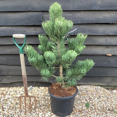 Pinus Nigra (Черен Бор)