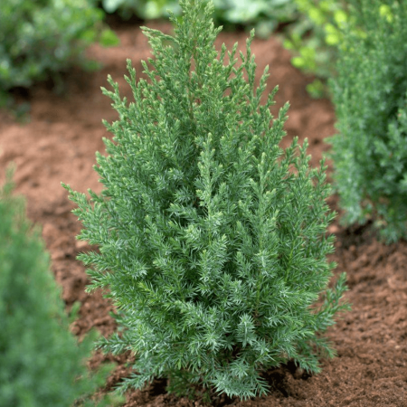 Промо Пакет 3 бр. Юниперус Стрикта (Juniperus chinensis Stricta)