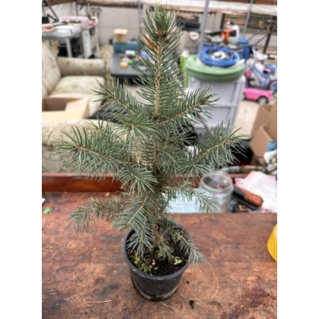 Picea pungens Super Blue 