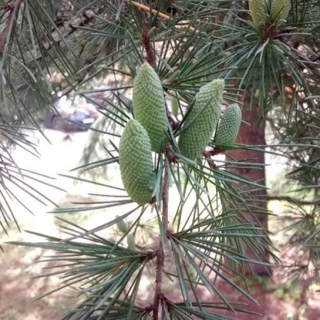 Хималайски Кедър (Cedrus deodara)