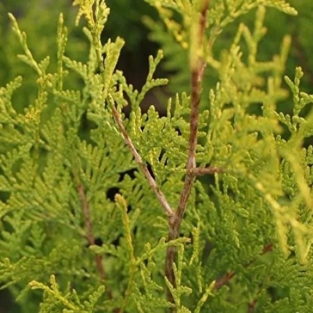 Туя Брабант