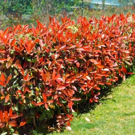 Фотиния(Photinia x Fraseri Red Robin)