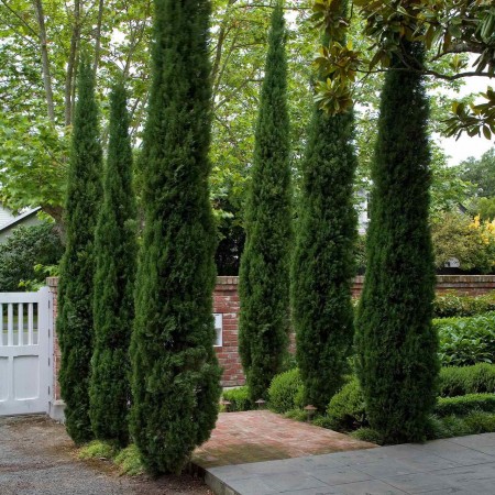 Кипарис Тотем (Sempervirens Totem)