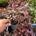 Loropetalum chin. 'Fire Dance' 