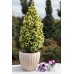 Picea pungens 'Sun on the Sky'®