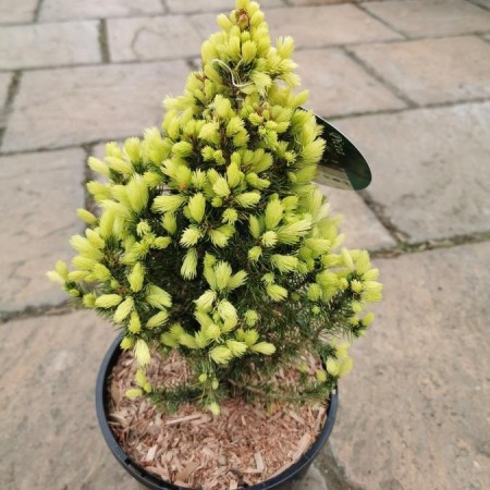 Picea pungens 'Sun on the Sky'®
