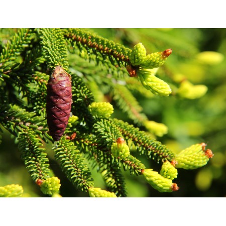 Picea orientalis "Aureospicata"