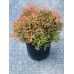 Thuja occidentalis "Fire Chief" 