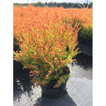 Thuja occidentalis "Fire Chief" 