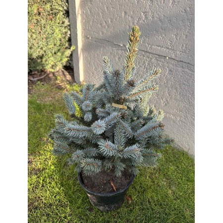 Picea Pungens ‘Baby Blue’