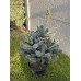 Picea Pungens ‘Baby Blue’