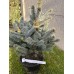 Picea Pungens ‘Baby Blue’