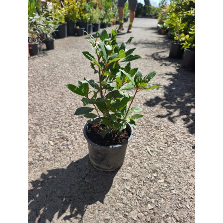 Дафинов лист (Laurus nobilis) – височина 30 см, отлично вкоренен  саксия