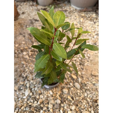 Дафинов лист (Laurus nobilis) – височина 30 см, отлично вкоренен, в 0.5 L саксия