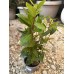 Дафинов лист (Laurus nobilis) – височина 30 см, отлично вкоренен, в 0.5 L саксия