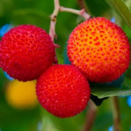 Ягодово дърво сорт Кобра Arbutus unedo Cobra