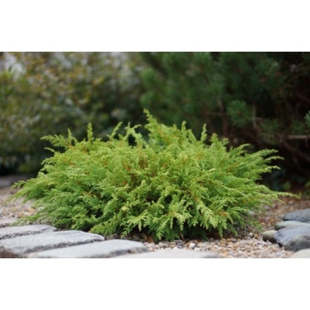 Microbiota decussata 'Lucas'PBR