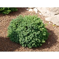 Picea glauca ‘Echiniformis’ 