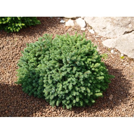 Picea glauca ‘Echiniformis’ 