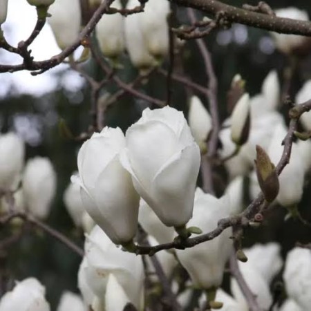 МАГНОЛИЯ LENNEI ALBA 