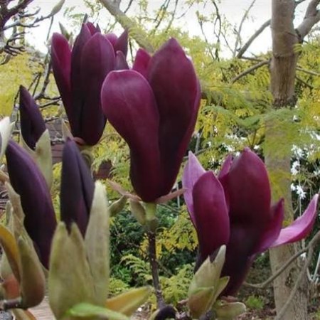МАГНОЛИЯ LILIIFLORA NIGRA