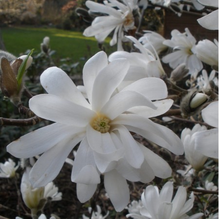 МАГНОЛИЯ STELLATA 