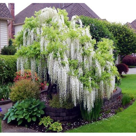 ВИСТЕРИЯ (ГЛИЦИНИЯ) WISTERIA SINENSIS ALBA