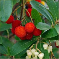 Ягодовото дърво (Arbutus unedo)