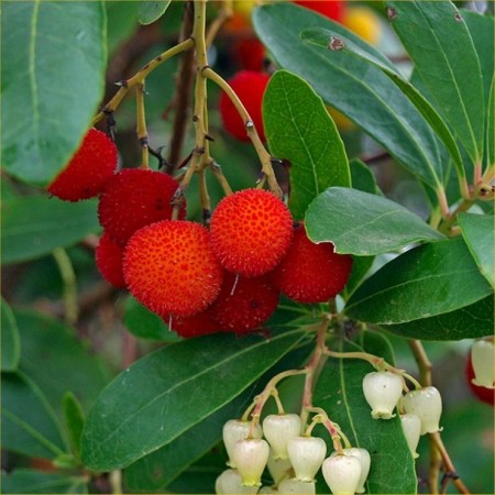 Ягодовото дърво (Arbutus unedo) Ягодовото дърво (Arbutus unedo)