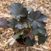 Хойхера (Heuchera) – многогодишно за сянка Хойхера (Heuchera) – многогодишно за сянка
