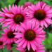 Ехинацея p. 'Bright Rose' 